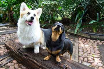 como cuidar a un cachorro
