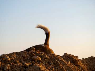 body language dog tail meaning