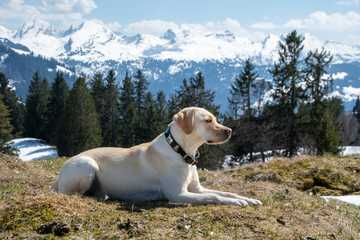 best dog breeds for families