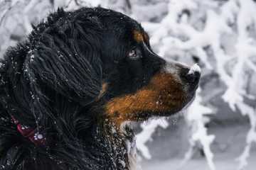 perro invierno