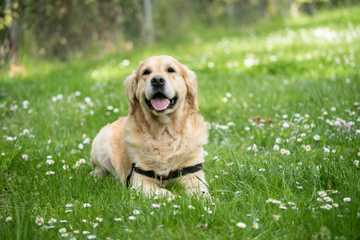 razas perro con mucho pelo