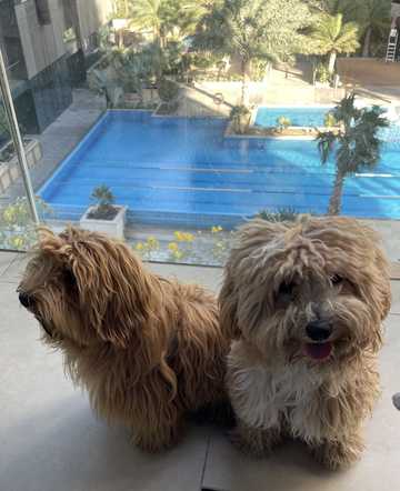 cachorros maltipoo