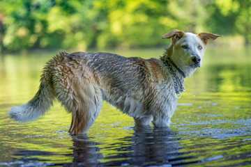 como quitarle el calor a un perro