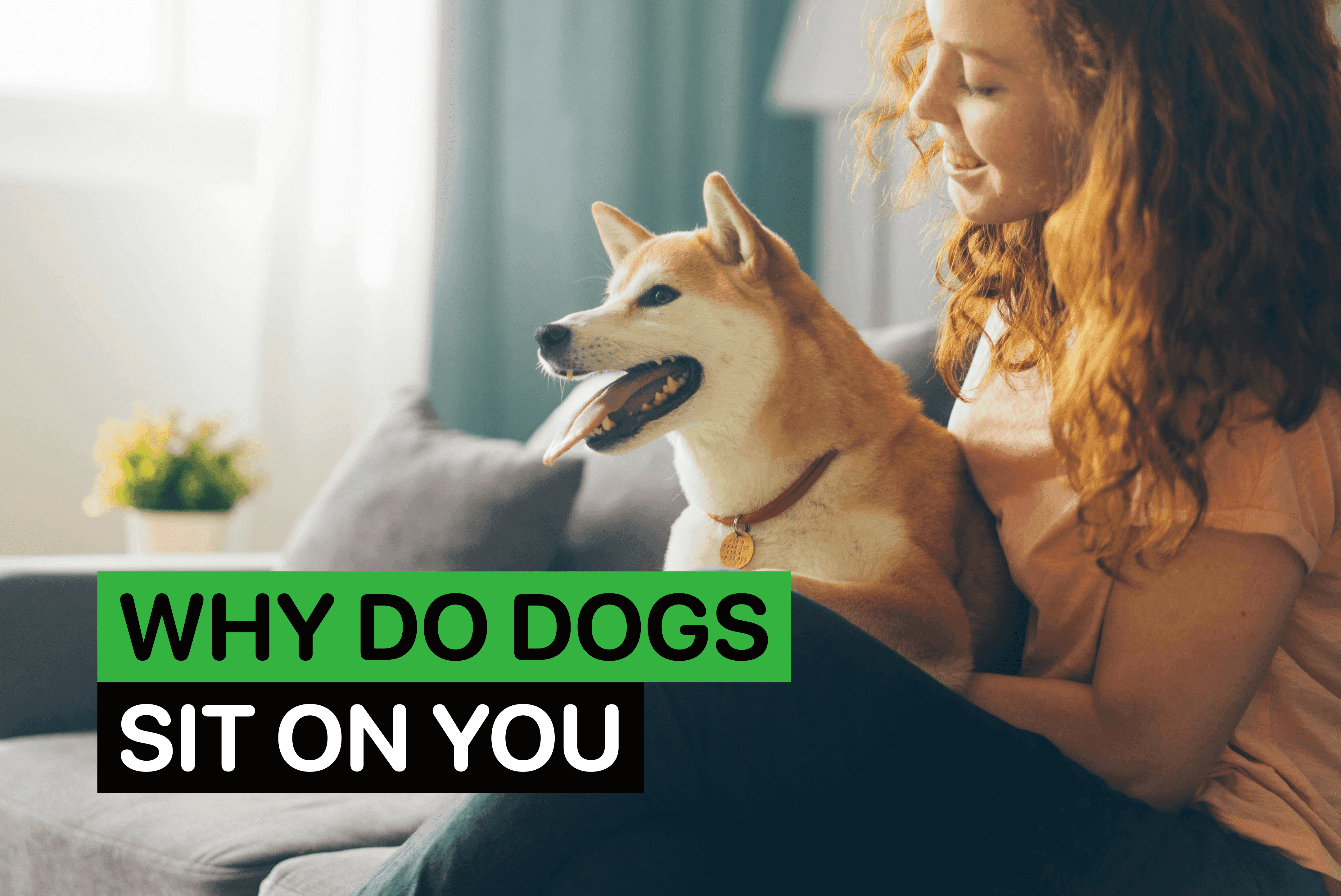 why do dogs sit on you