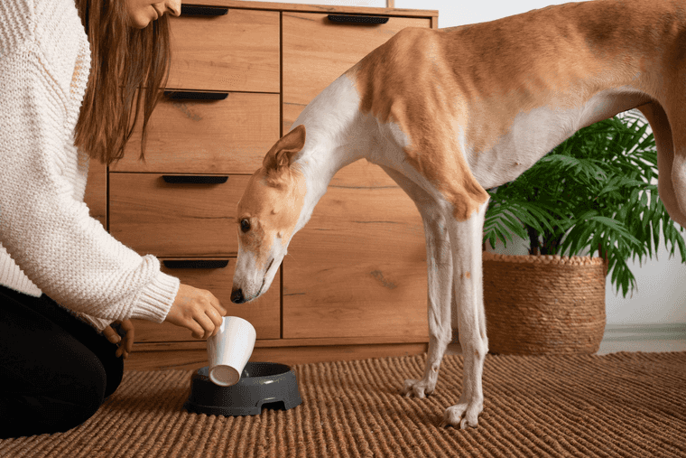 como reanimar a un perro deshidratado