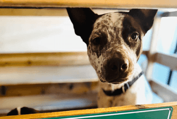 australian blue heeler