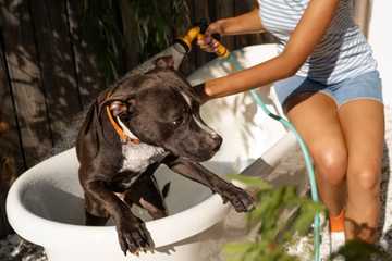 signs of dog heat exhaustion