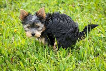 how long can a dog not poop