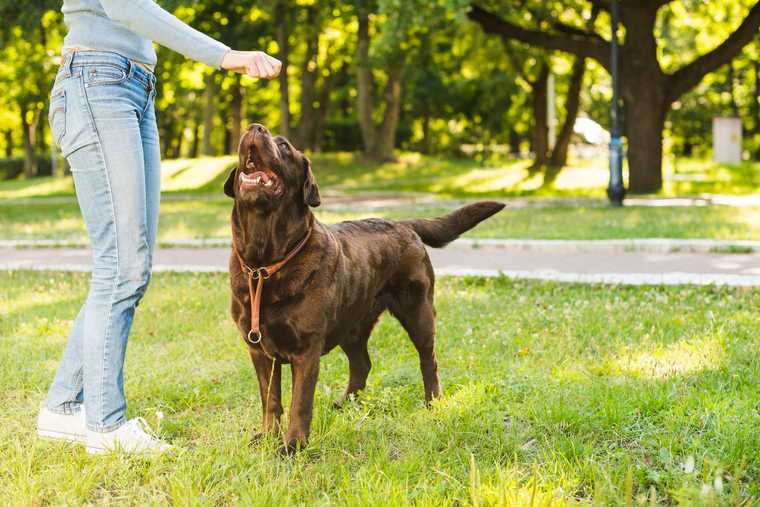 dog bow teach