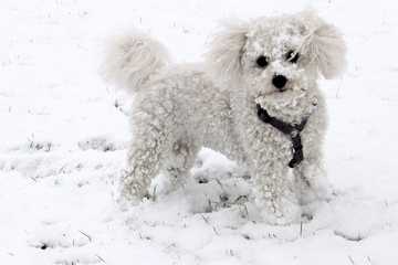 is it ok for dogs to eat snow