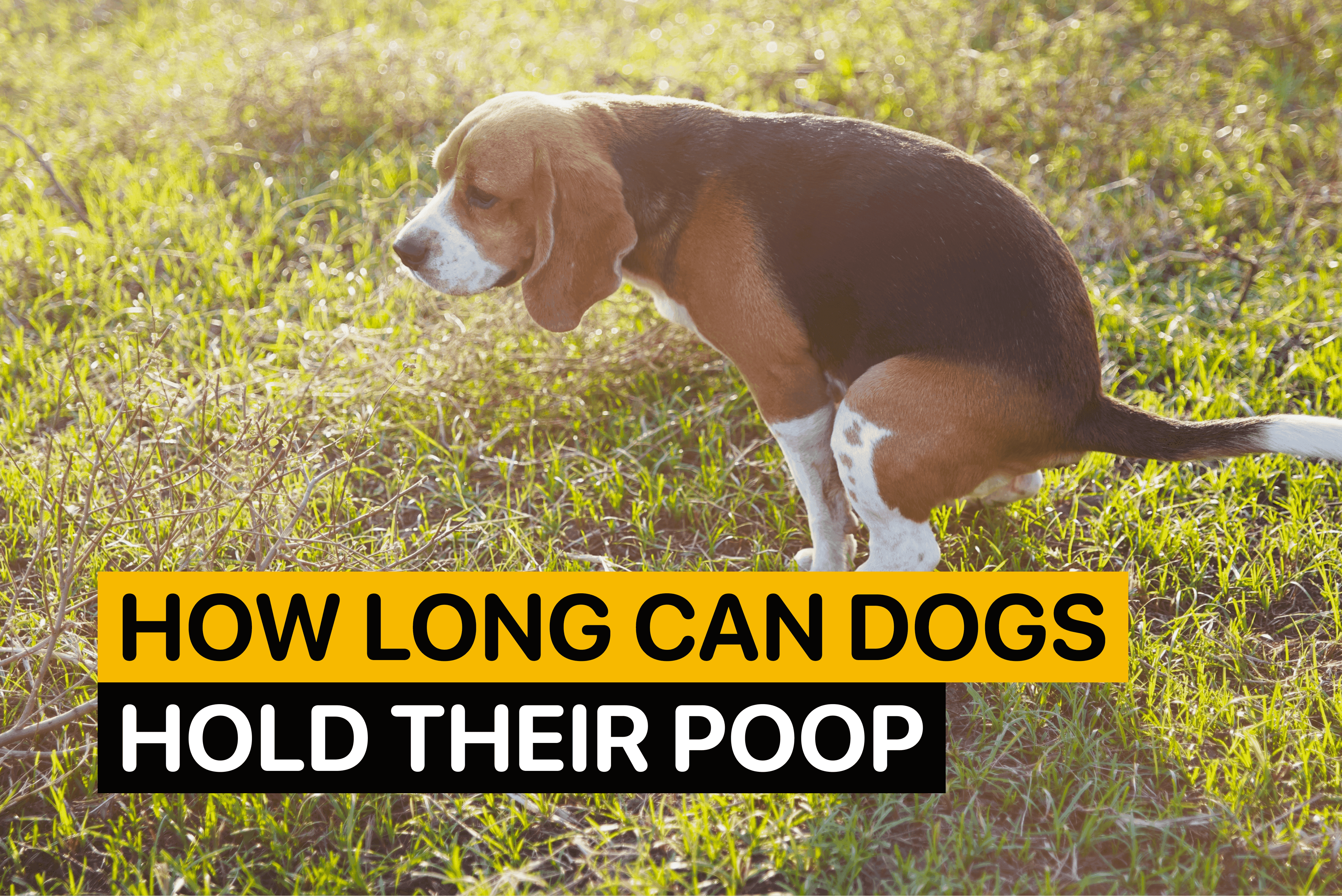 how long can a dog hold its poop