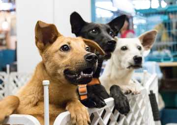 333 rescue dog rule