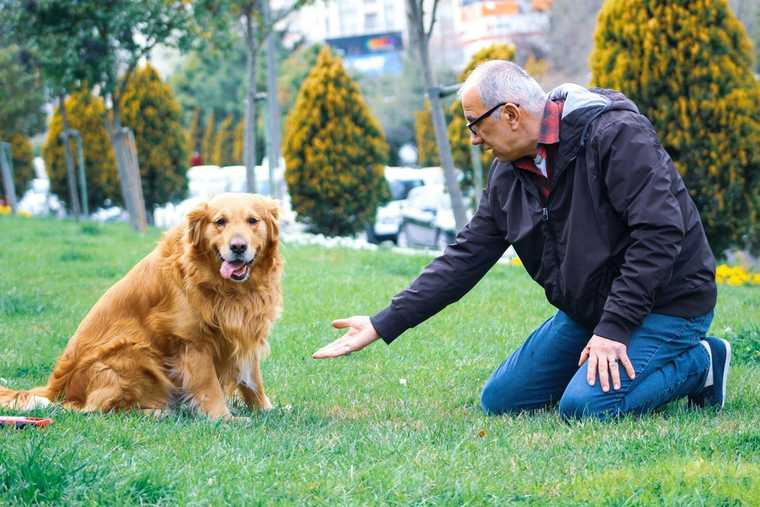 tipos de adiestramiento canino
