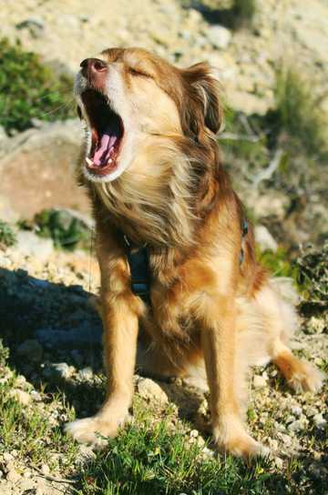 como calmar a un perro que ladra mucho