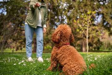 cachorros goldendoodle 