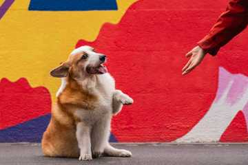 dog exercise winter