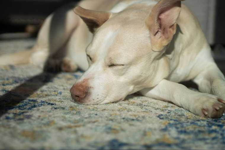 sleeping dog positions