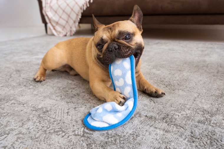 enseñar cachorro a no morder