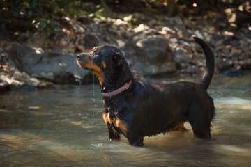 can dogs naturally swim
