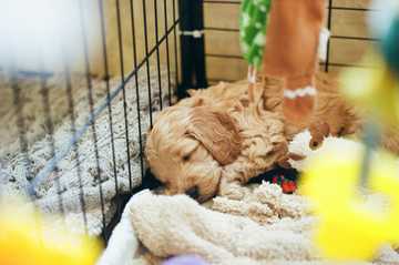 first night bringing puppy home