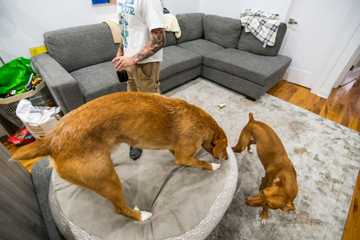 how to keep my dog cool in hot weather
