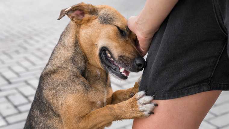 adopting an old dog