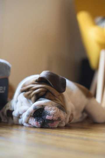 snoring dog breeds