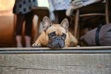 bulldog frances cachorros