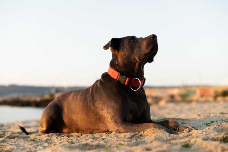 how to train a deaf dog with a vibrating collar