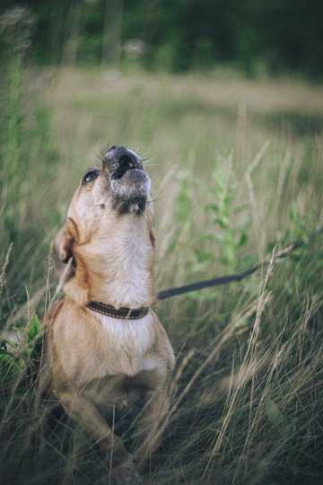 how to get my dog to stop barking