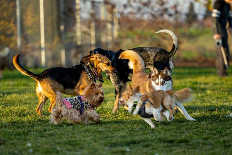 tipo de desarrollo del perro