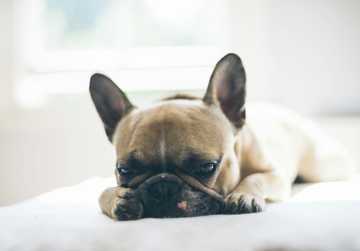 frenchies perros