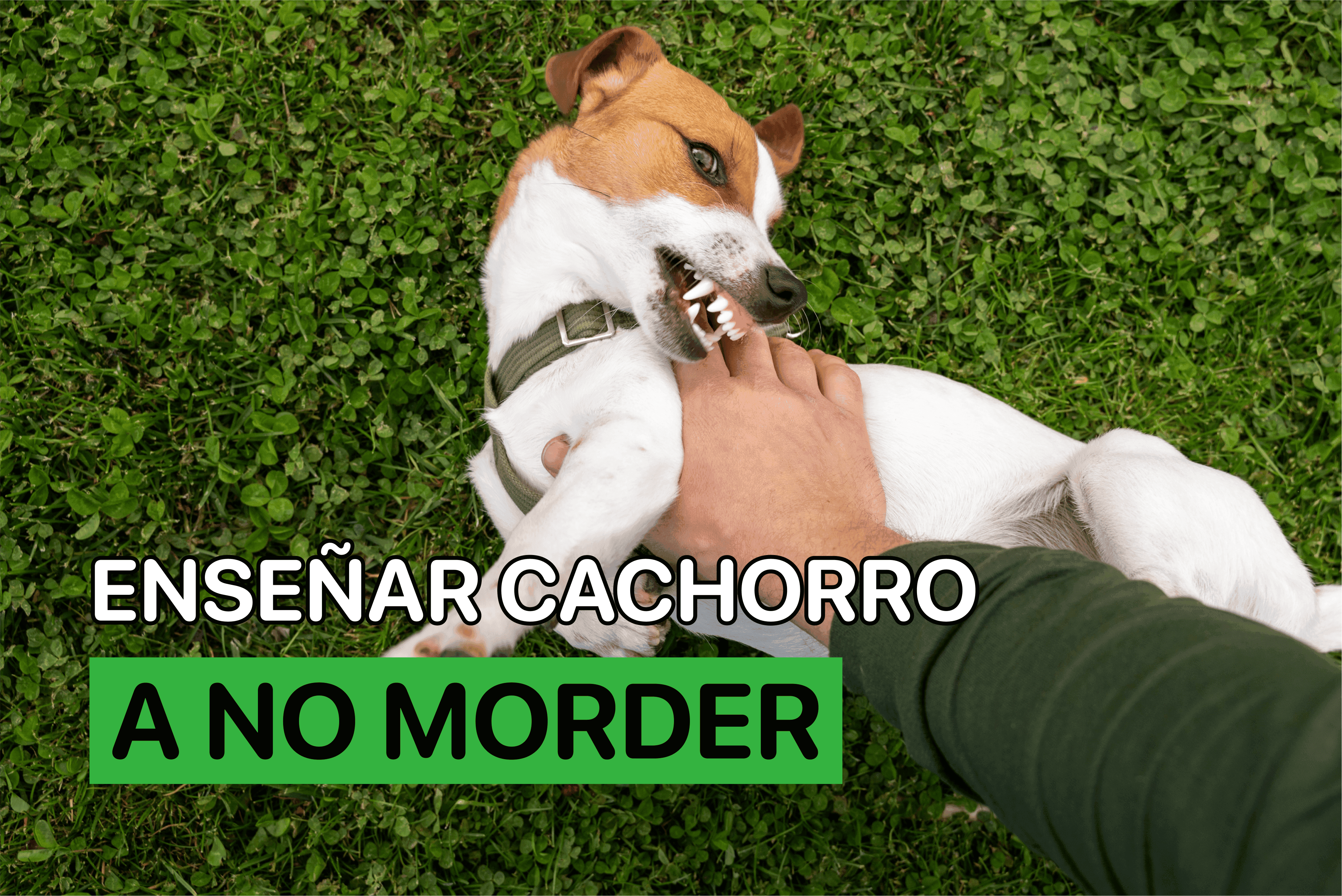 Enseñar Cachorro A No Morder