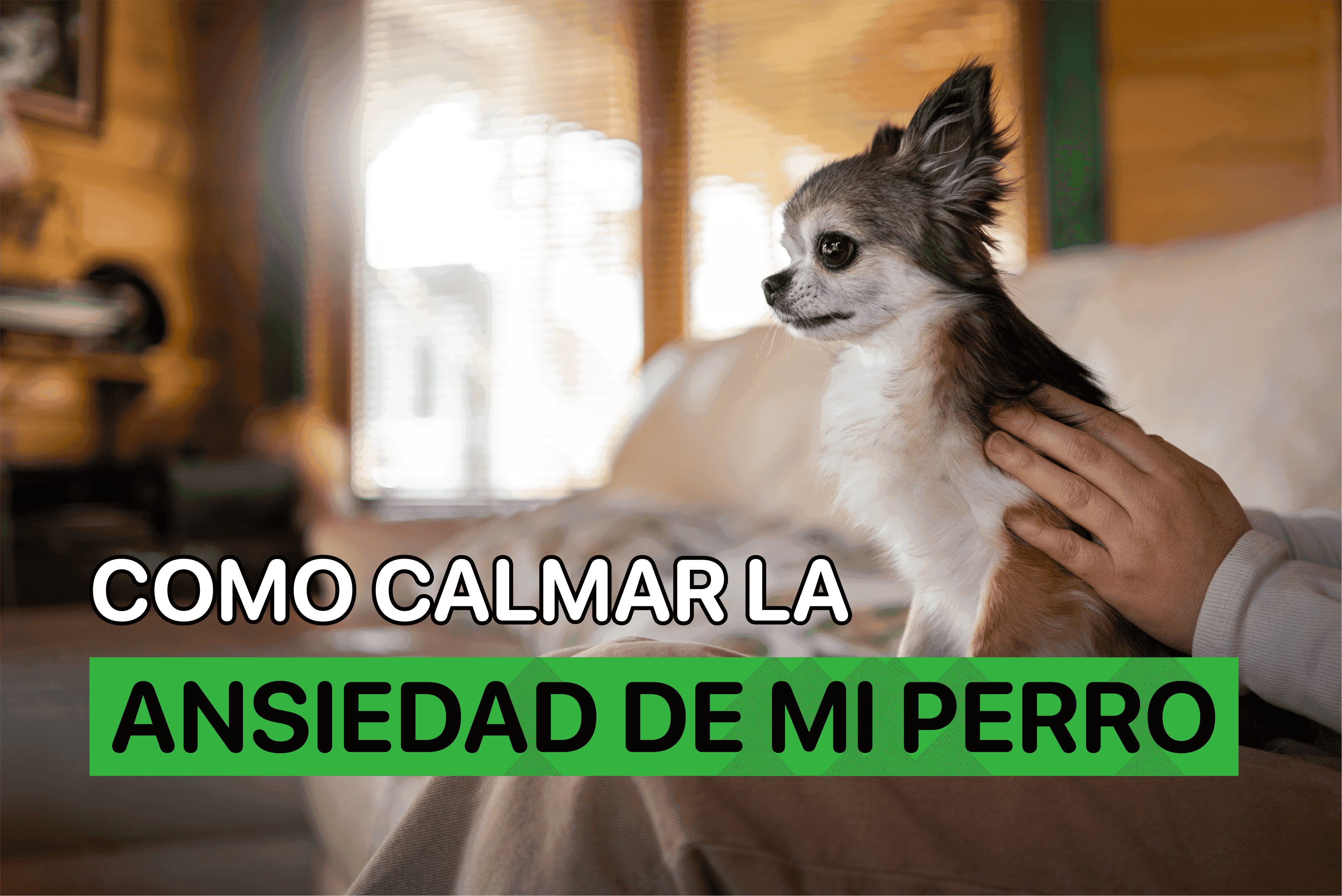 Como Calmar la Ansiedad de Mi Perro