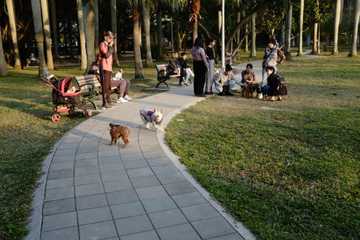 how to look after your pet dog