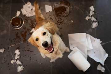 training puppy to poop outside
