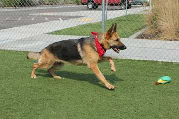 perros pastor aleman
