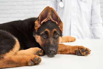 como quitar golpe de calor en perros