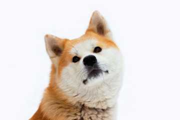raza de perros de nieve