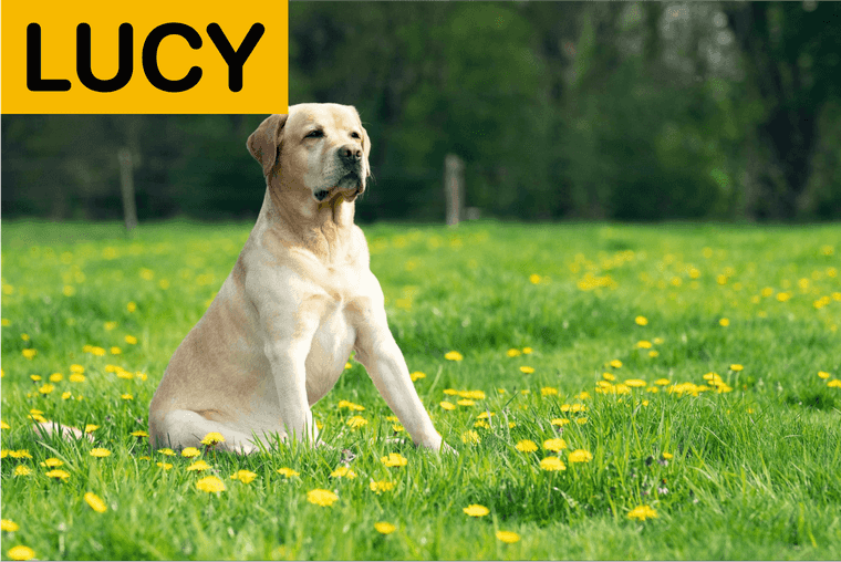 top girl names for dogs