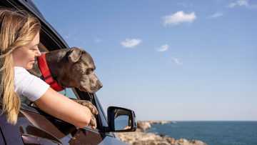 se puede dejar un perro en el coche
