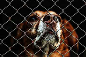 housebreaking a rescue dog