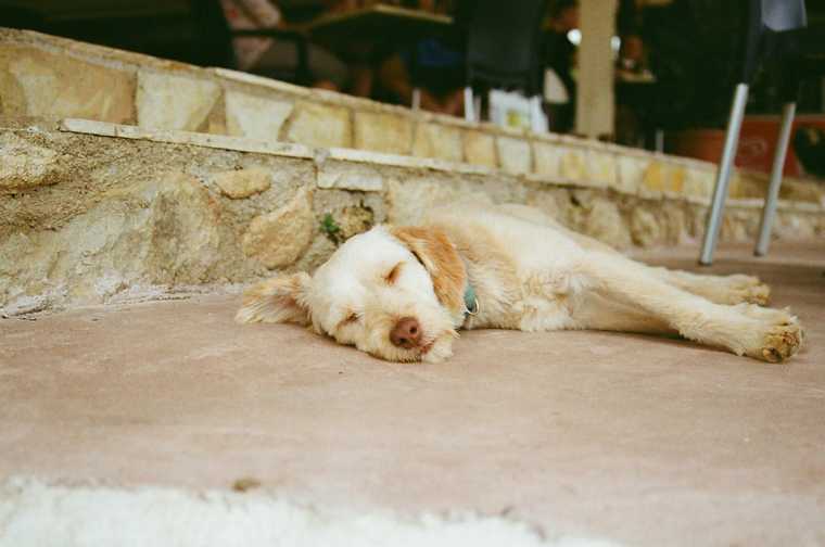 elderly dog peeing in sleep
