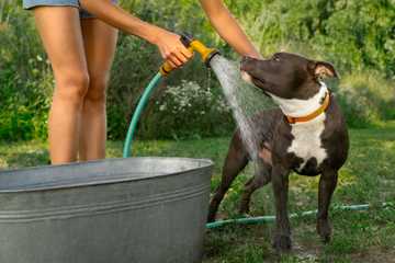 como bajarle el calor a un perro