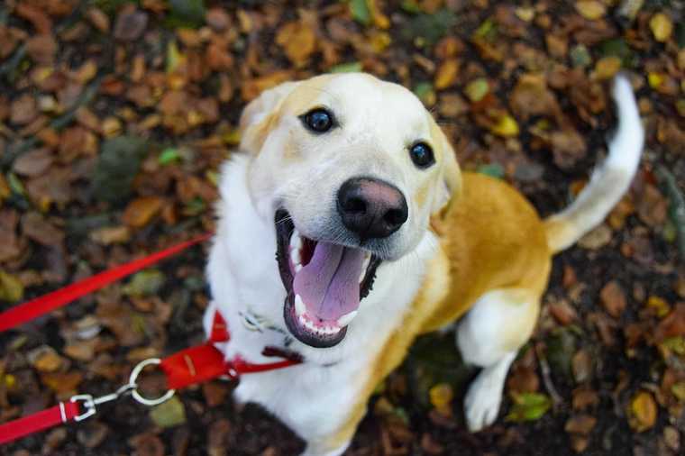 puppy pees when excited