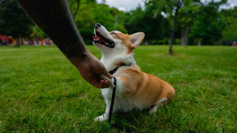 positive reinforcement training