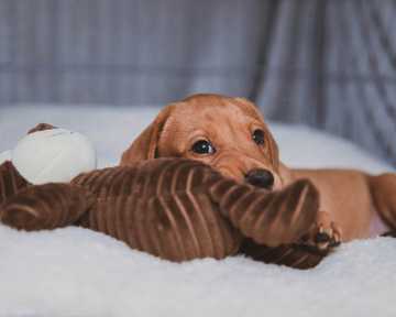 why do dogs pee when they get excited