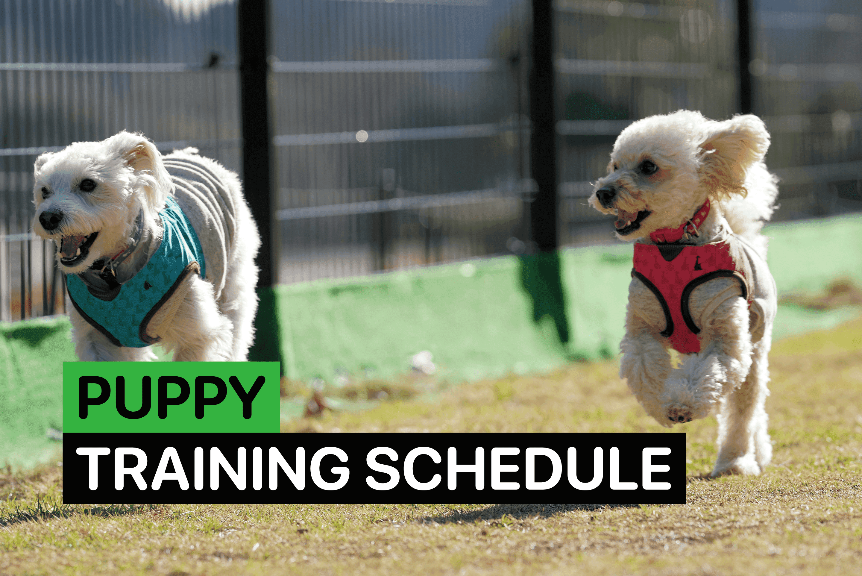 Puppy training schedule