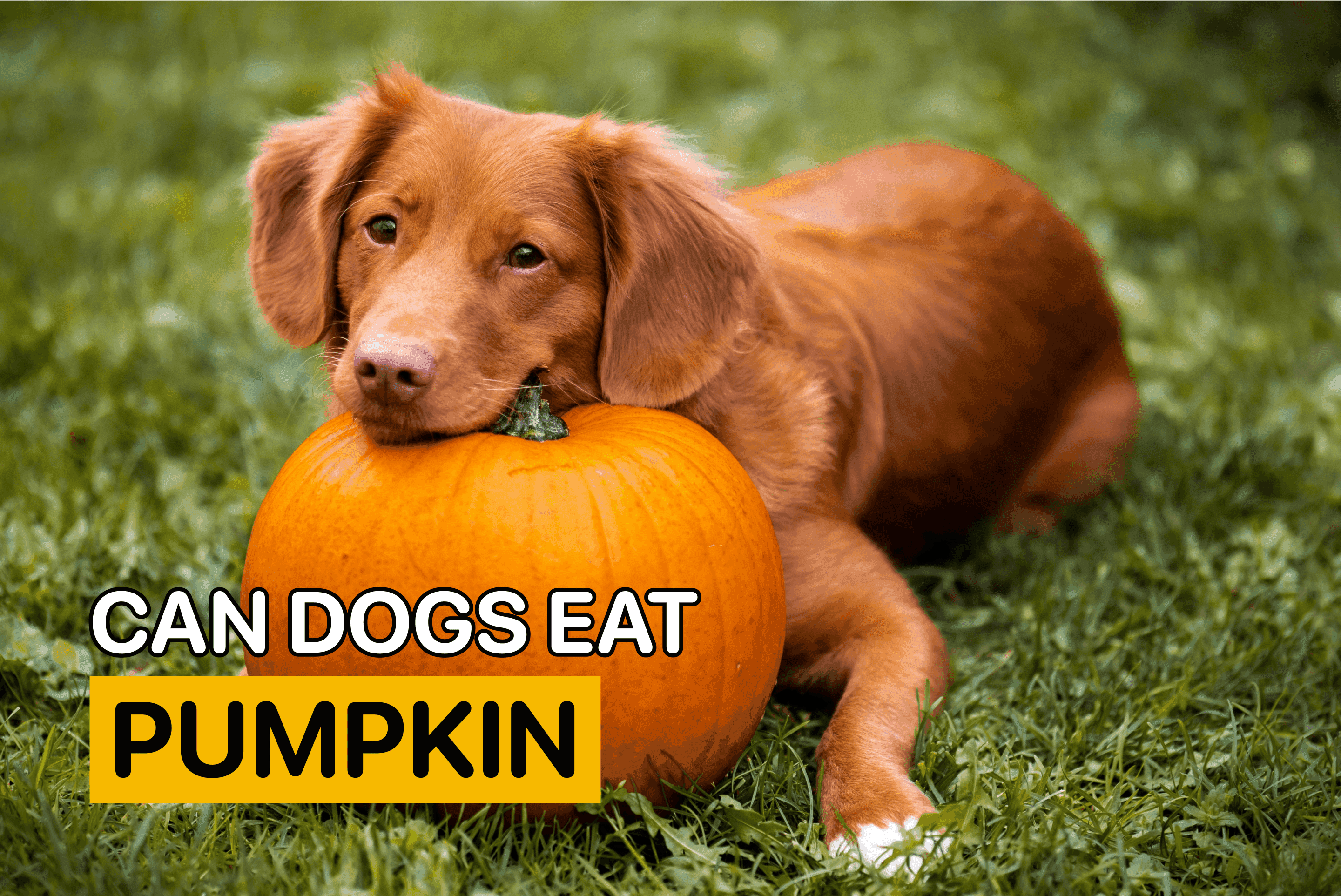 Can dogs eat pumpkin