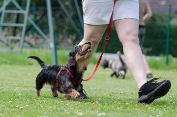 how to re potty train a dog